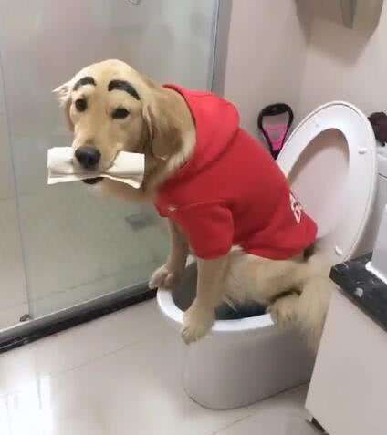 怎么才能不想上厕所 ac020b97cdcc4f8fb2e259246042ae02.jpeg