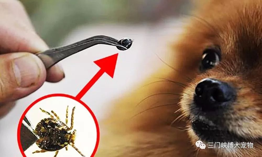 蜱虫的头在狗体内怎么办