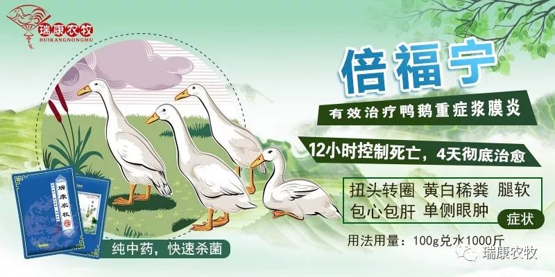 鸭出生要打什么疫苗 b6cd205cbe9d4e648bbc3d82db66be6d.jpeg