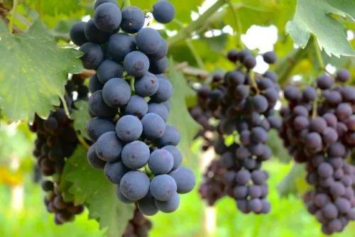 怎么在家里种葡萄 c88900ca8fec4da3982e2cb48575c10f.jpeg