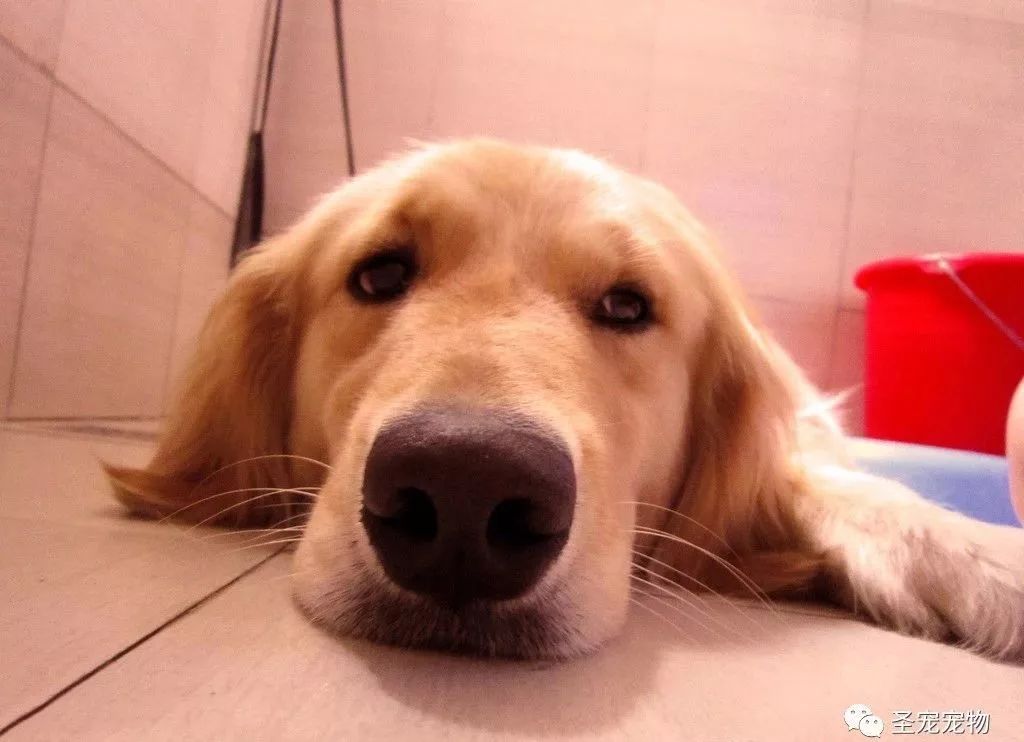 【荐读】狗狗为什么老是放屁?