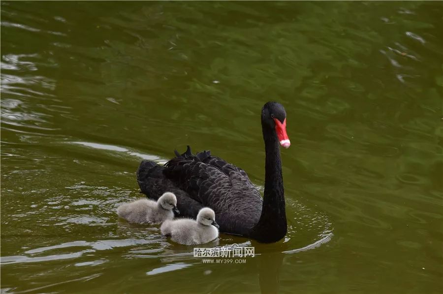 自由飞翔的天鹅 dc5f363743004f54ac311b384ddb3b57.jpeg