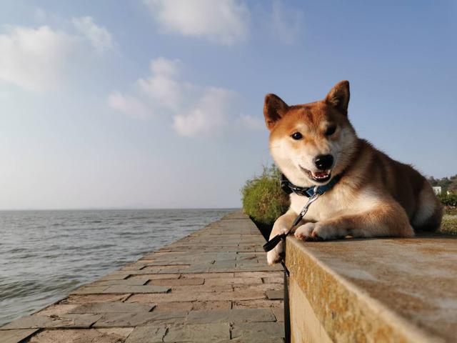 昆明市西山区碧鸡广场寻找2岁公柴犬