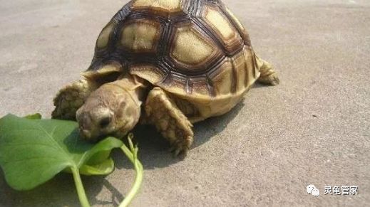 乌龟吃什么东西长得快，乌龟怎么养比较好!