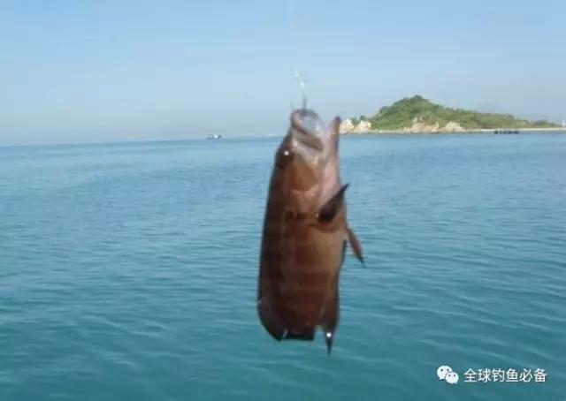 海钓赤虫丨海钓石斑鱼的钓具配置和钓饵