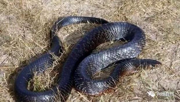 毒蛇为什么怕大王蛇