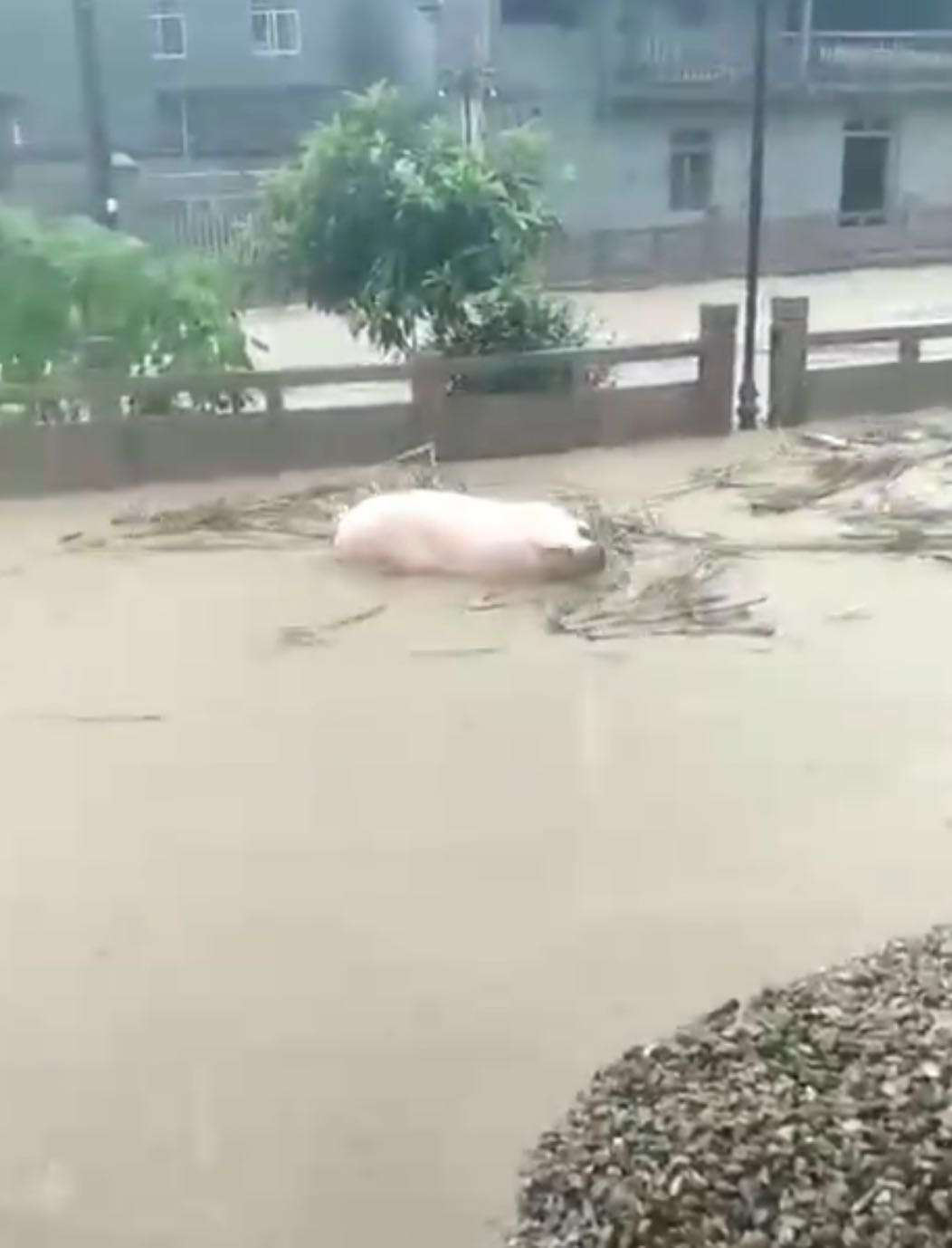 福建暴雨成灾有猪被洪水冲跑有人菜场划船