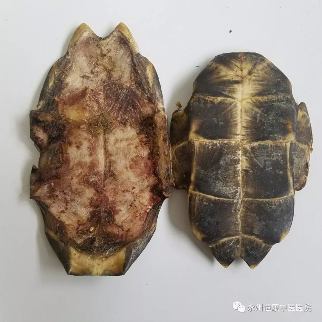 中药的功效与作用—龟甲