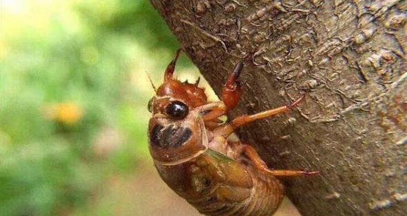 鸟和知了猜成语_知了简笔画