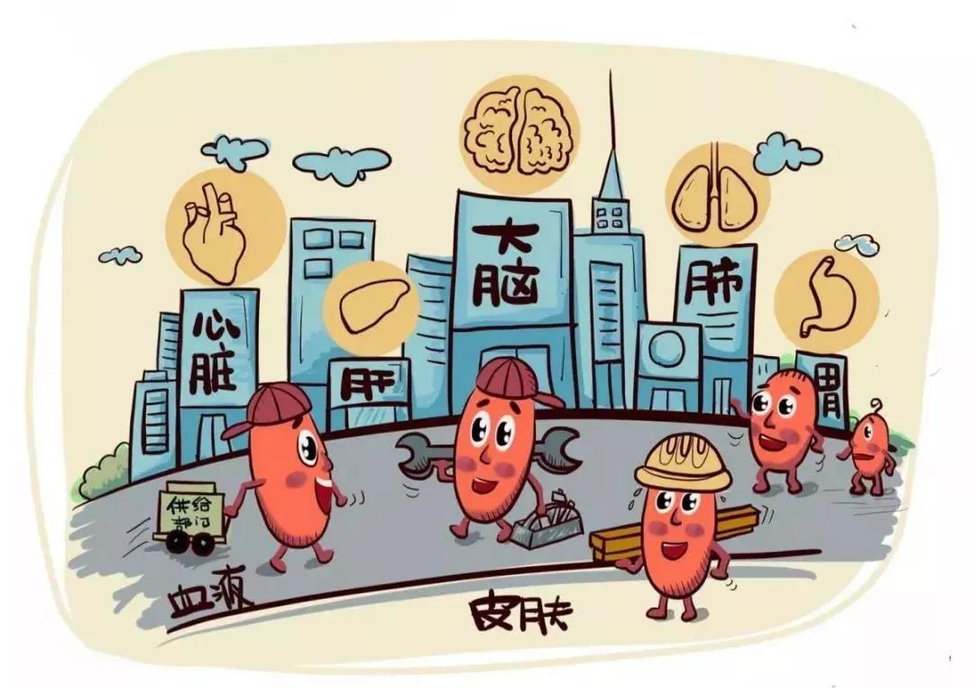 漫画图解我们身体里的干细胞北科生物