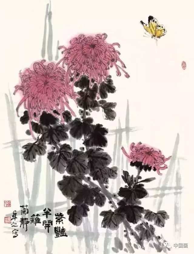 能与秋菊搭配在同一画面的花卉不多,雁来红,鸡冠花与菊花是适时的