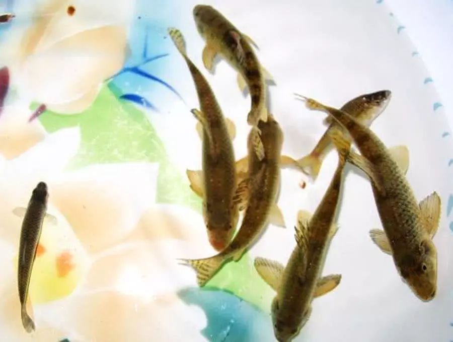 用什么食物可以捉鳑鲏 2e272b8e16144d31b2395e818a8bb04e.jpeg