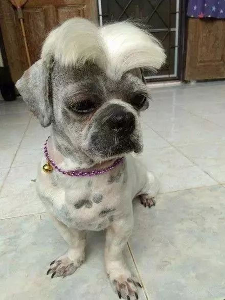 狗子被逼剪了个汉奸头,整个狗都不好了,这什么沙雕造型!