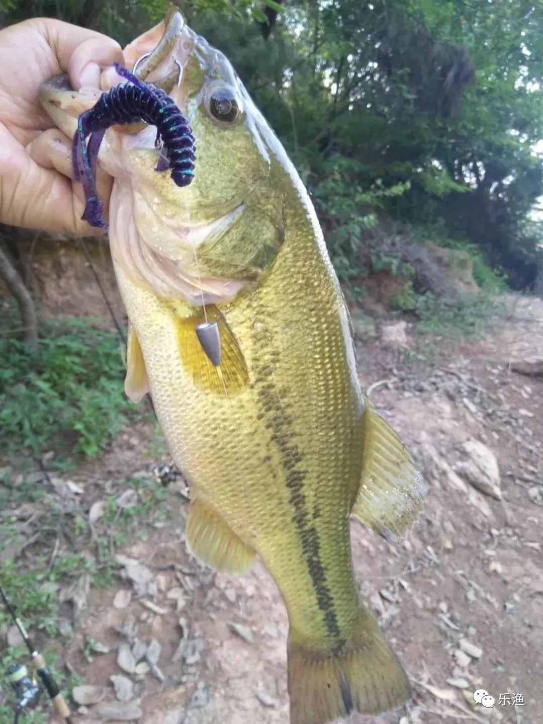 花鲈用饵Crappie Baits】花鲈最喜欢吃什么: 软饵？硬饵？铅头钩？What