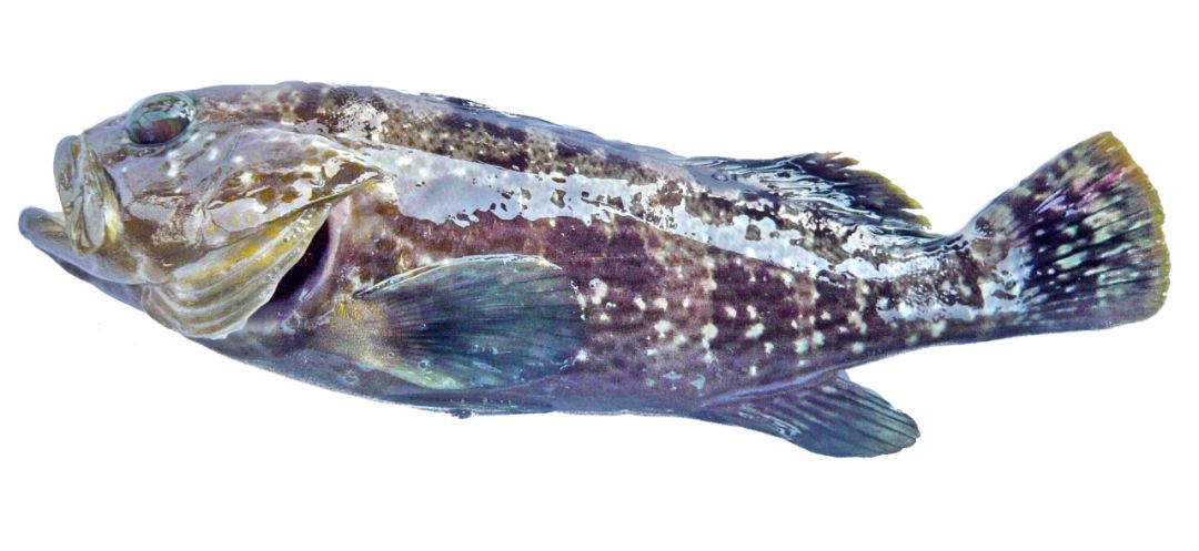 ▲青石斑鱼本地俗名：青斑▲大黑斑▲棕点石斑鱼本地俗名：老虎斑、虎斑