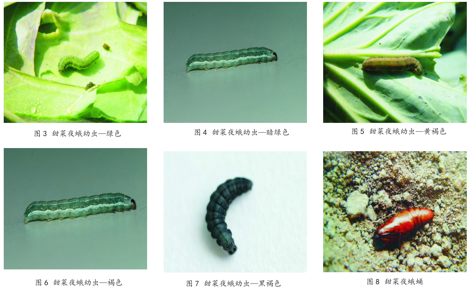 蔬菜斜纹夜蛾甜菜夜蛾如何防治正确识别两种害虫科学巧防治