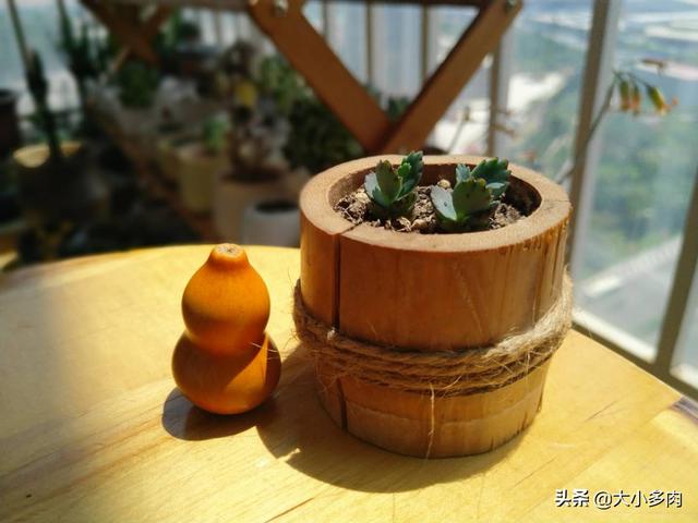 自制竹筒拇指盆栽绿植养肉肉感觉也不错