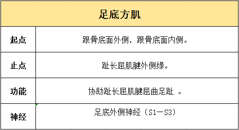 ①内侧群包括拇展肌,拇短屈肌,拇收肌②中间群包括趾短屈肌,足底方肌