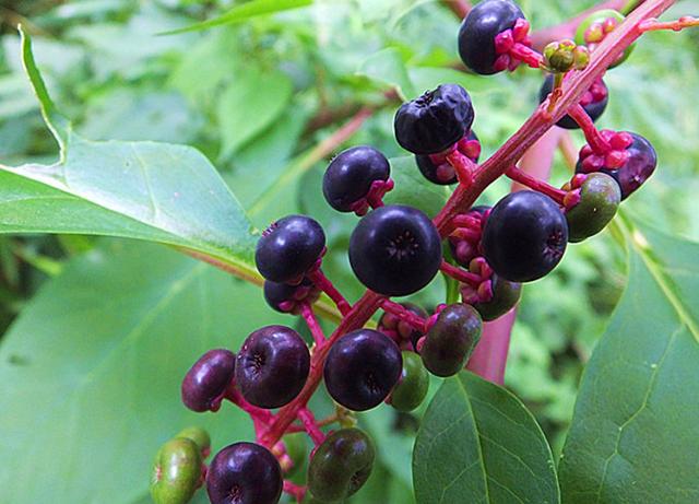 这野菜和人参相似,人们误以为是野菜,殊不知有毒性,遇到要注意