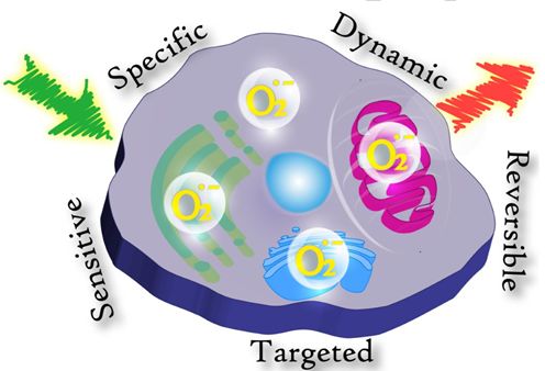 生物医学领域最新进展集锦 | 超氧阴离子自由基的可视化检测,人工蛋白