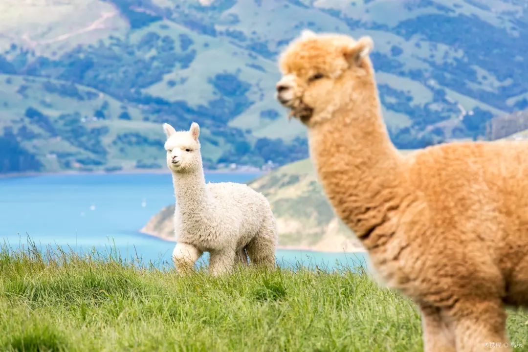 范丞丞去那里打工!王思聪科普冷知识!这个高颜