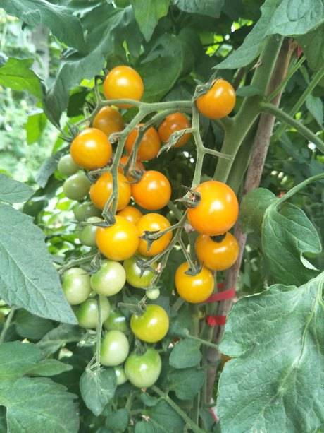 金宝小番茄种子小柿子种子黄番茄品种