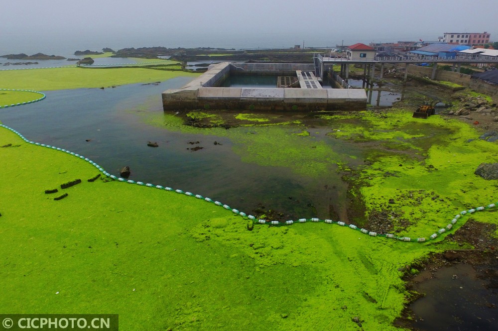 大片绿潮登陆青岛东部沿海