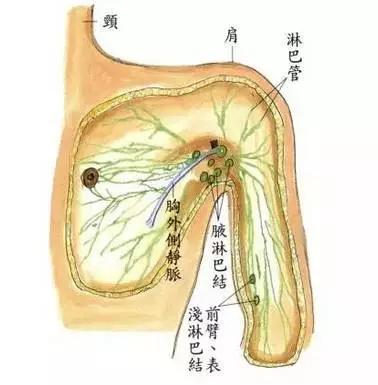 为什么要做淋巴排毒?