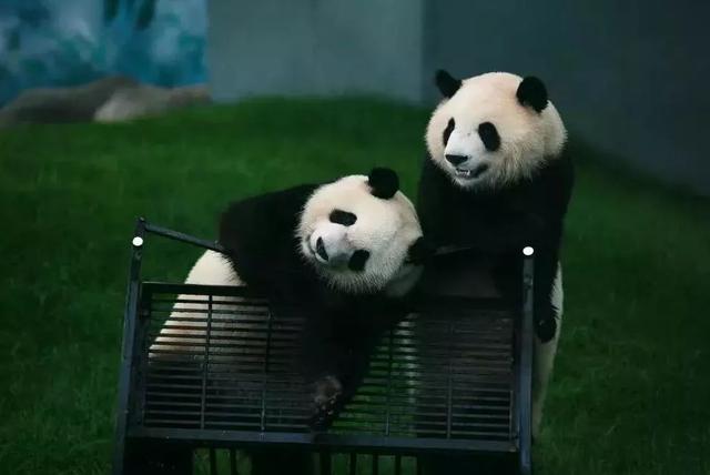 中国的国宝,世界的熊猫