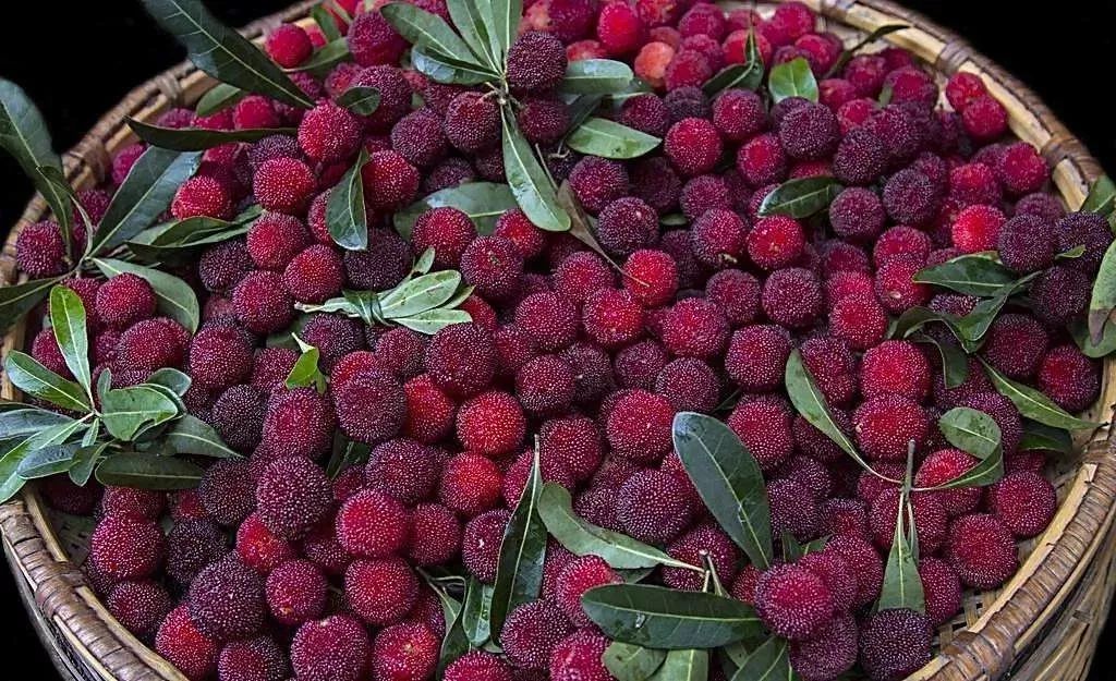 看图猜成语杨梅糖_看图猜成语(3)