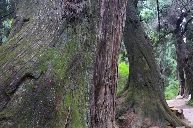 巴塘县夏邛镇有多少人口(3)