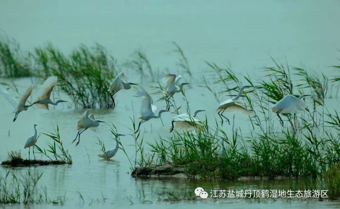 游世界自然遗产 探神奇湿地_盐城