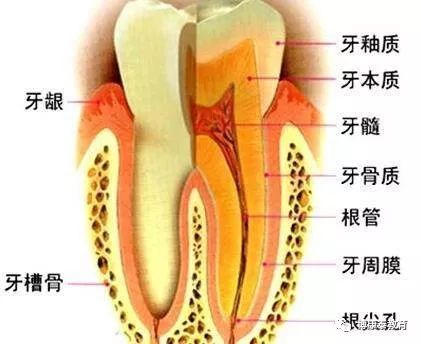 大牙内侧掉一块怎么办