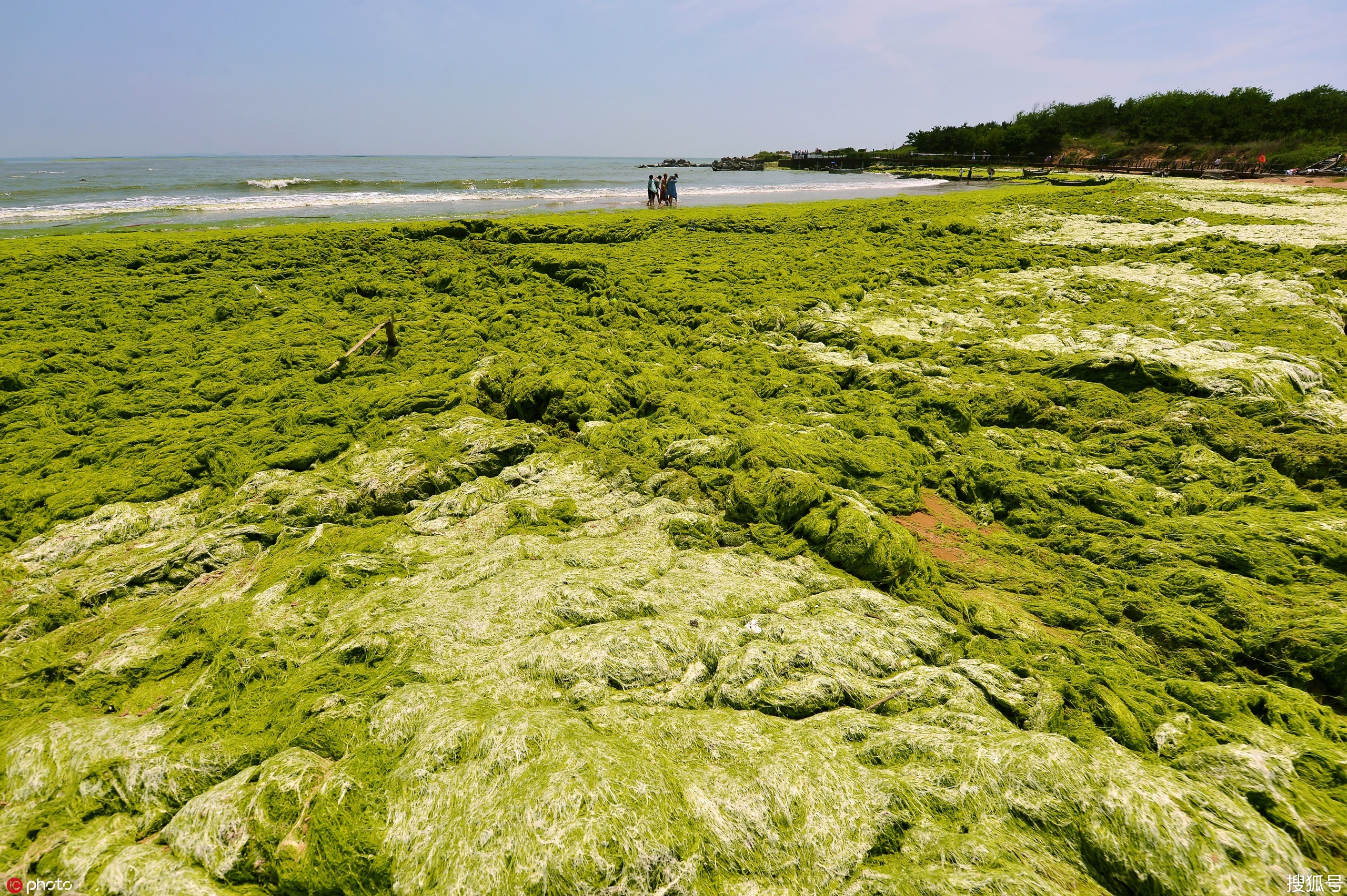 浒苔绿潮蔓延"加速 青岛海滩变"草原"