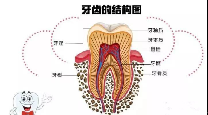 最先来看一张牙齿内部结构图同学小静咨询我,她的牙齿烂了一半,实在