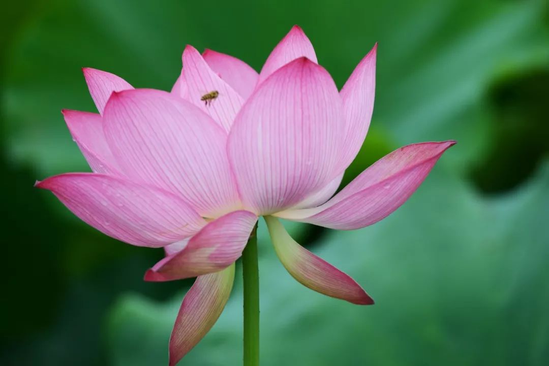 (摄影:杨忠福) 盛开的荷花,荷叶上的露珠, 荷花蕊上嗡嗡飞的小蜜蜂