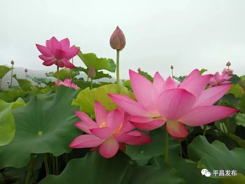 荷塘里,荷花亭亭玉立,莲蓬,荷叶层层叠叠,漫无边际,在青山绿水的掩映