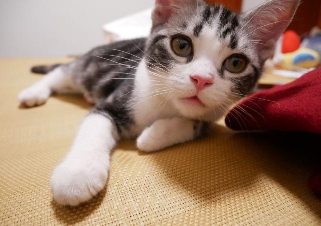 一只猫大概能养多久 c912fe69512d45e4baa12ed232b4d288.jpeg