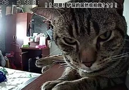 梦见猫抓伤我的背，解读梦境中的隐秘信息