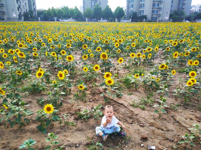 北京大兴400亩向日葵绽放 免费开放 花期持续到8月底 三槐堂