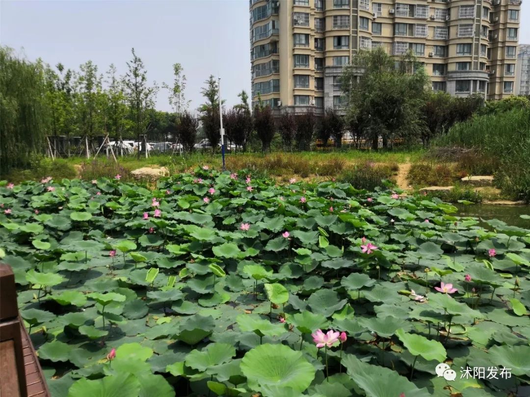 给个时间荷你赴一场沭阳夏天的约会吧