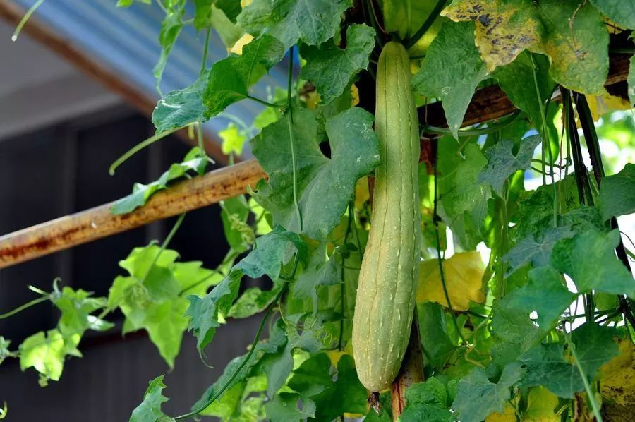 丝瓜有你想象不到的养生功效！！