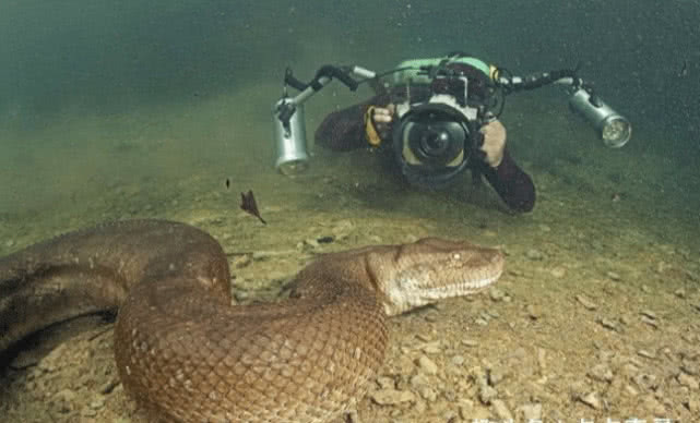 世界上最大的动物蛇 f2a68b80d9b742d4aba6bde90d4ec216.jpeg