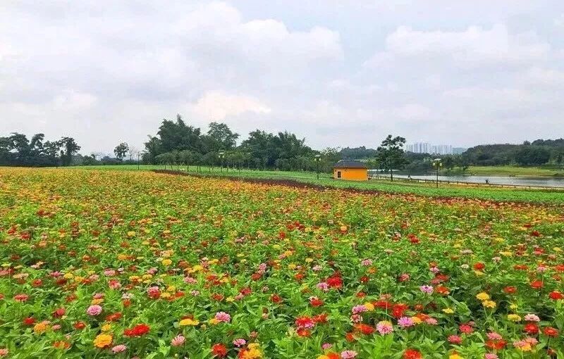 攻略 南宁有一个意想不到的"远方,在这里你可以拥抱花海,回归惬意的