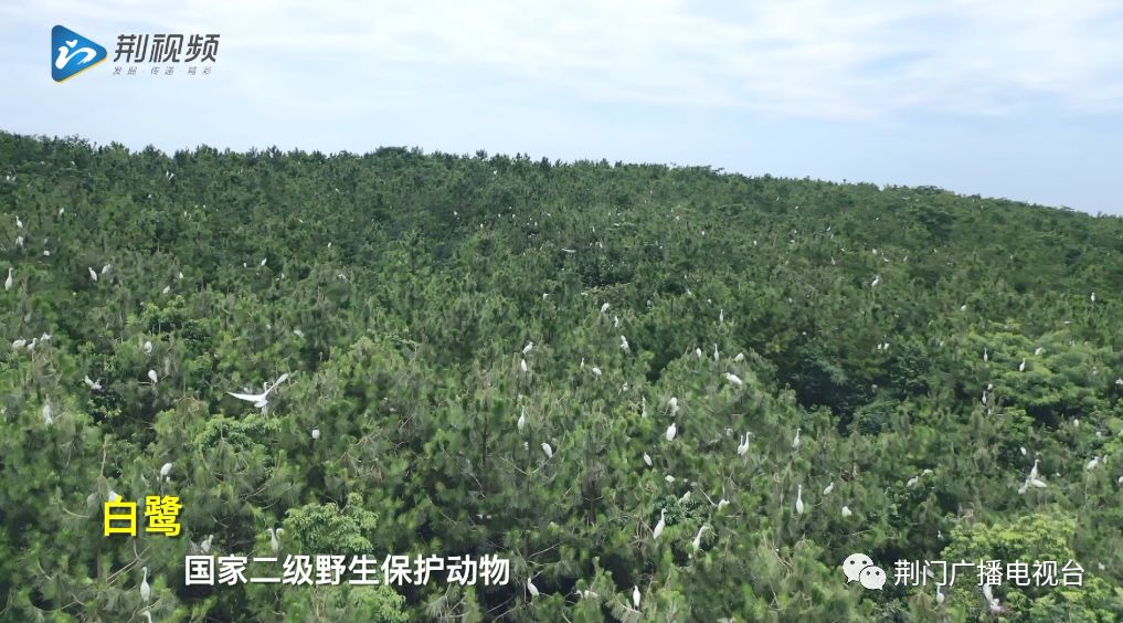 属国家二级野生保护动物小编从屈家岭当地林业部门了解到被一大群白色