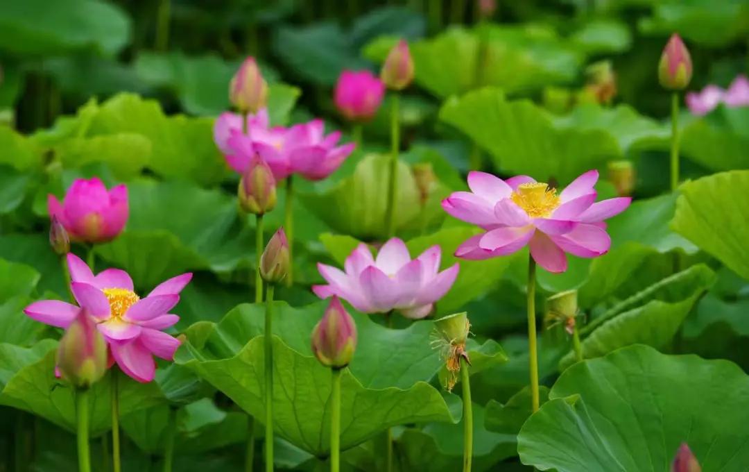 洗眼清凉!大连6大荷花观赏地，承包你的整个夏天!