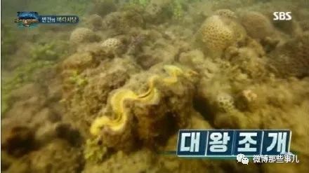 闯祸了!韩国女星拍节目吃了泰国的濒危保护动