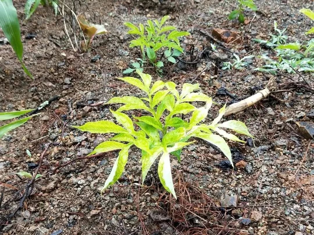 魔芋的炭疽病症状及防治措施