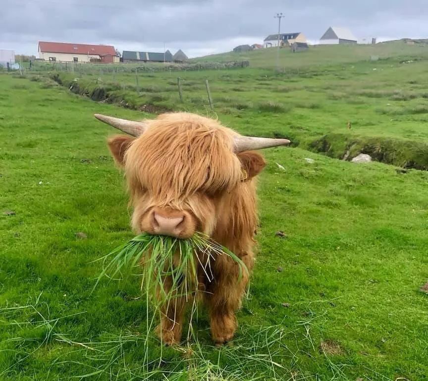 一只马和一只狼疯狂猜成语一个_一个马和一个人鞠躬(3)