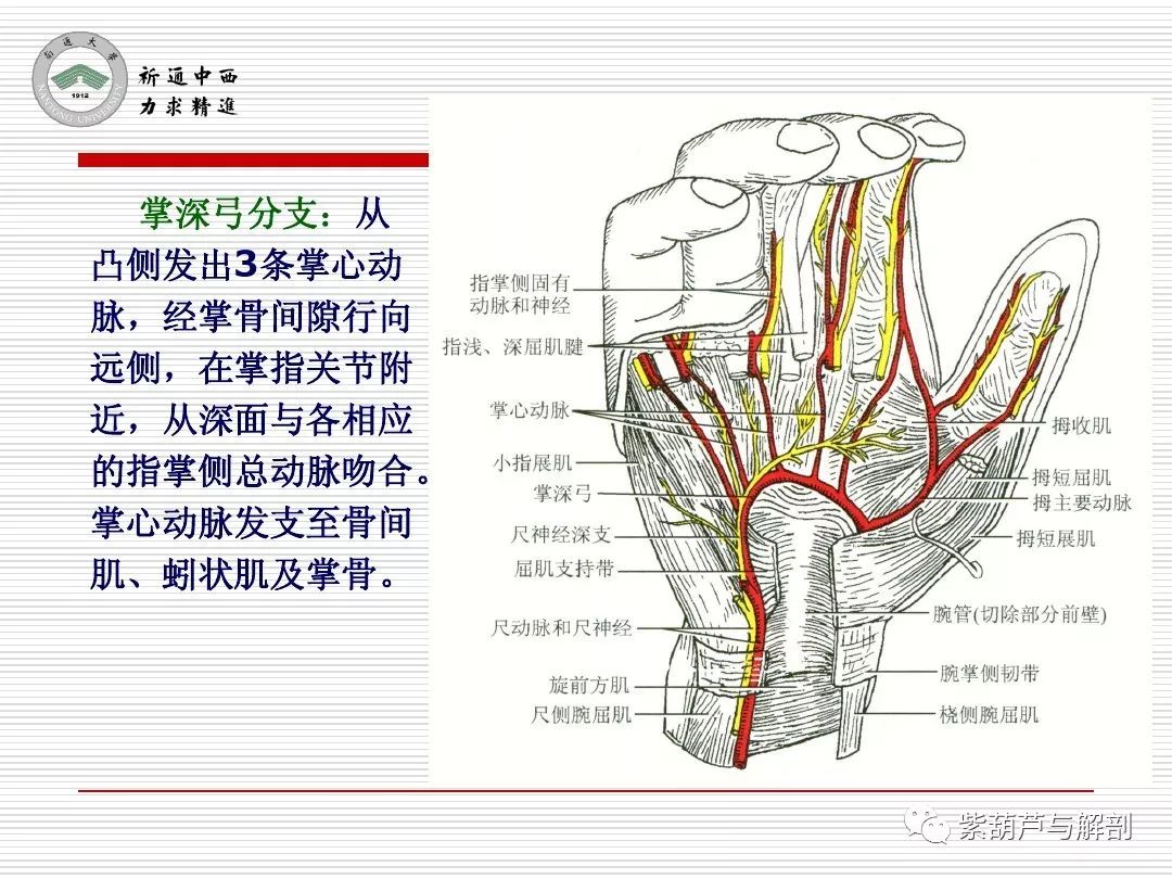 局解腕前区手掌和手指掌侧面解剖